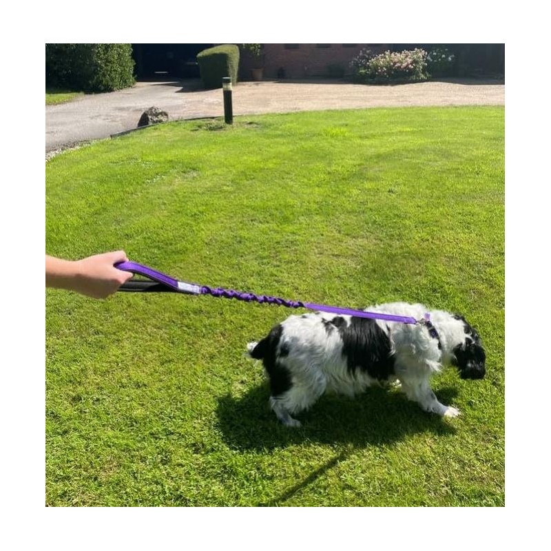 Dog Lead With Shock Absorbing Bungee Cord Training Walking Leash