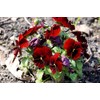 Viola Seeds Arkwright Ruby Viola Cornuta Pansies Red 40+ Seeds