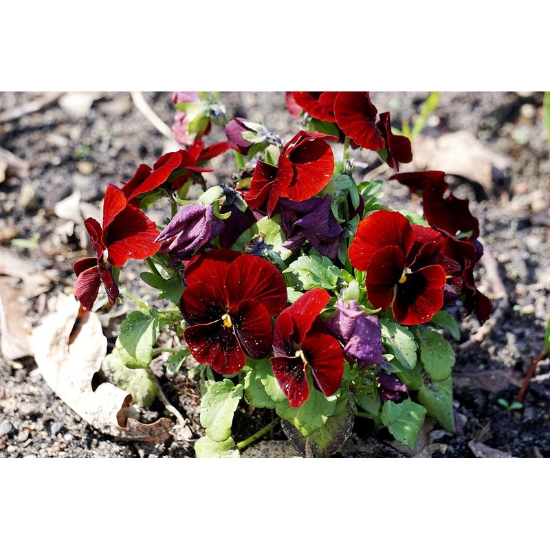 Viola Seeds Arkwright Ruby Viola Cornuta Pansies Red 40+ Seeds