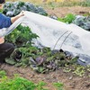 Plant Covers Freeze Protection, Antifrost Cover 7ft×10ft Reusable Rectangle Frost