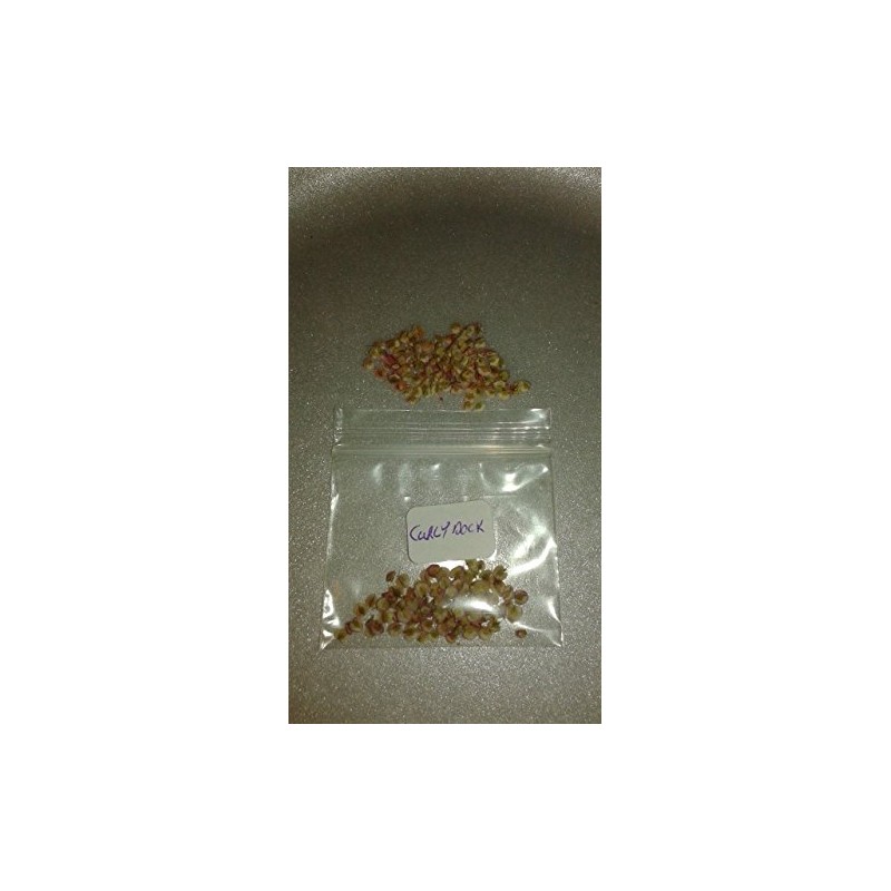 Curly Dock 100 Seeds Fresh Harvest for Garden Fresh Plant