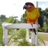 FeatherSmart Bird Parrot Shower Perch (Small Round