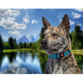 Wigzi Reflective Weatherproof Adjustable Collar Neon Grn Lg