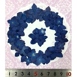 Compact Pressed Flower Hydrangea Indigo (Yamajimi, Ailo), 35 to 40 Sheets Per Pack! UV Resin, Pressed Flower Art, Accessories, Welcome Board, Wedding Certificate, Parenting Appreciation
