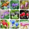 20 + Seeds Mixed Bleeding Heart Seeds Dicentra Spectabilis Shade