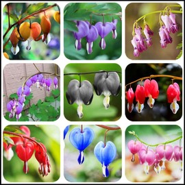 20 + Seeds Mixed Bleeding Heart Seeds Dicentra Spectabilis Shade