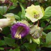 Outsidepride 100 Seeds Perennial Cobaea Cup & Saucer Vine Flower