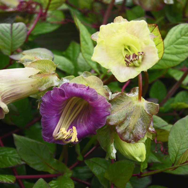 Outsidepride 100 Seeds Perennial Cobaea Cup & Saucer Vine Flower