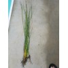 15 x Horsetail Reed Bamboo Looking Zen Garden & Pond