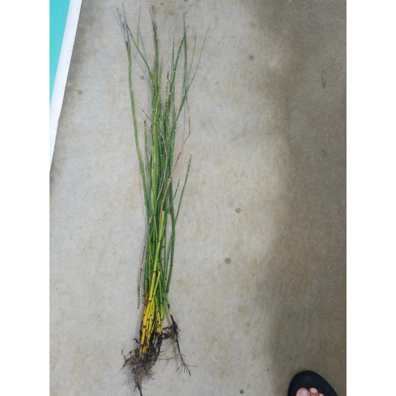 15 x Horsetail Reed Bamboo Looking Zen Garden & Pond