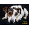 Jack Russell Birthday Card