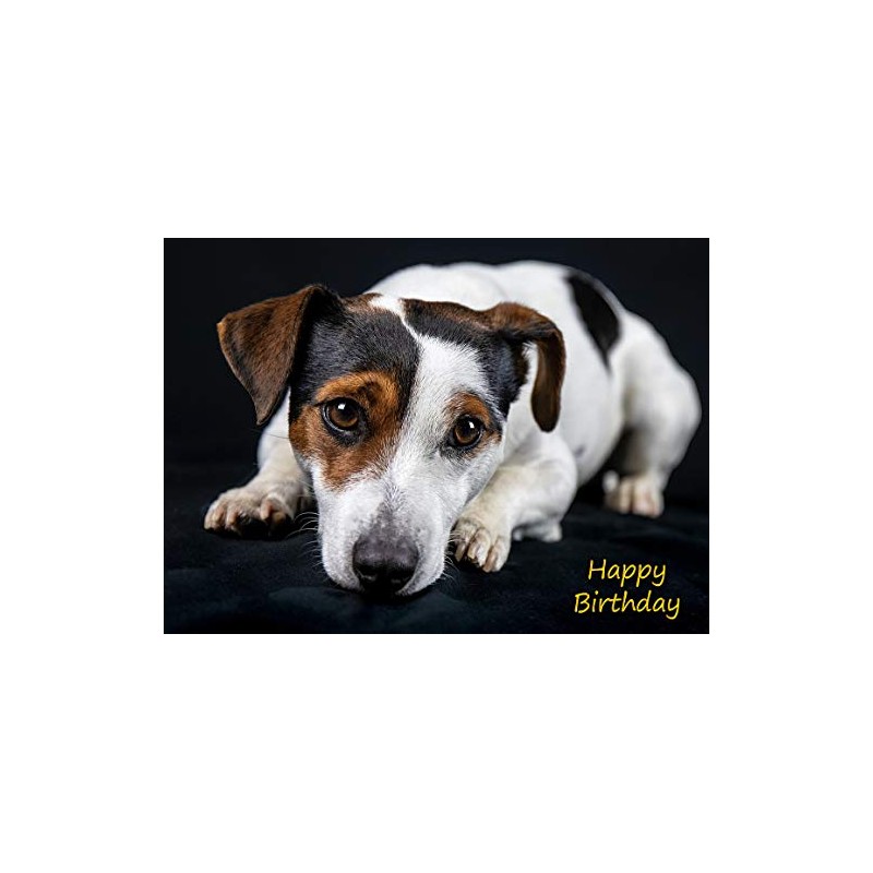 Jack Russell Birthday Card
