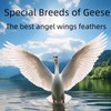 GYBZZR 12Pcs Natural Craft Feathers Long 8-10 Inch-Bulk Feathers for