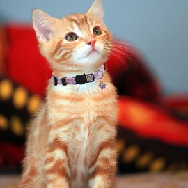 3 Pack Breakaway Cat Collars with Bell and Accessories, Flower Pattern Adjustable Cute Kitten Collars Floral for Kitty Puppy 7.5-11in