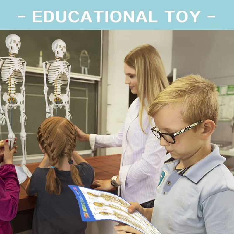 Human Skeleton Model for Anatomy 34” Tall Life Size Skeleton