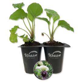 White Bat Flower - 2 Live Starter Plants in 2 Inch Pots - Not in Bloom When Shipped - Tacca Integrifolia - Extremely Rare and Exotic Flowering Plant
