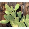 Cactus Jack Opuntia microdasys (Bunny Ears Cactus) Fresh Cuttings 7