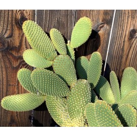 Cactus Jack Opuntia microdasys (Bunny Ears Cactus) Fresh Cuttings 7 Pads