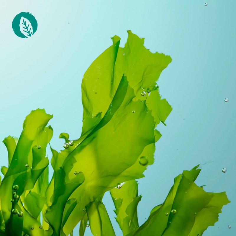 InnoNature Omega3 2:1 DHA/EPA | Natural from the Microalgae Schizochytrium