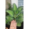 1 Seedling with Roots of Mexican Hat Plant, Kalanchoe