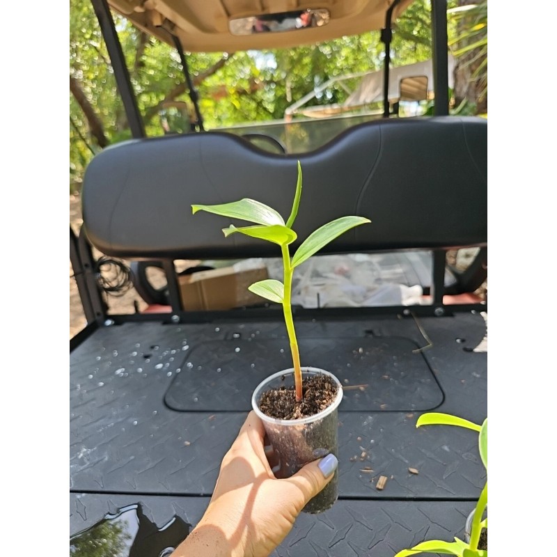 sylviasfloridagarden Spiral Red Button Ginger Costus woodsonii rooted