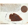 Amazing Gemstone-50 puntas de flecha de jaspe elegante, cristal natural
