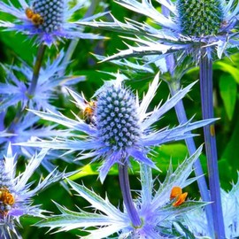 TomorrowSeeds - Sea Holly Seeds - 1500+ Count Packet - Eryngium Blue Thistle Hollies Eryng Eryngo Flat Big Glitter Pollinator Perennial