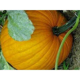 The Gardening World 75 Pumpkin Seeds - Connecticut Field - Organic Heirloom - Non-GMO