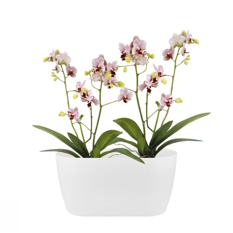 elho brussels orchid duo 25cm flowerpot - white
