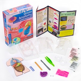 Thames & Kosmos Gross Anatomy: Make-Your-Own Squishy Human Body STEM Experiment Kit | Make Colorful Models of Human Organs with Slime & Putty | Fun, Tactile Intro to Human Anatomy | 5 Cool Activities