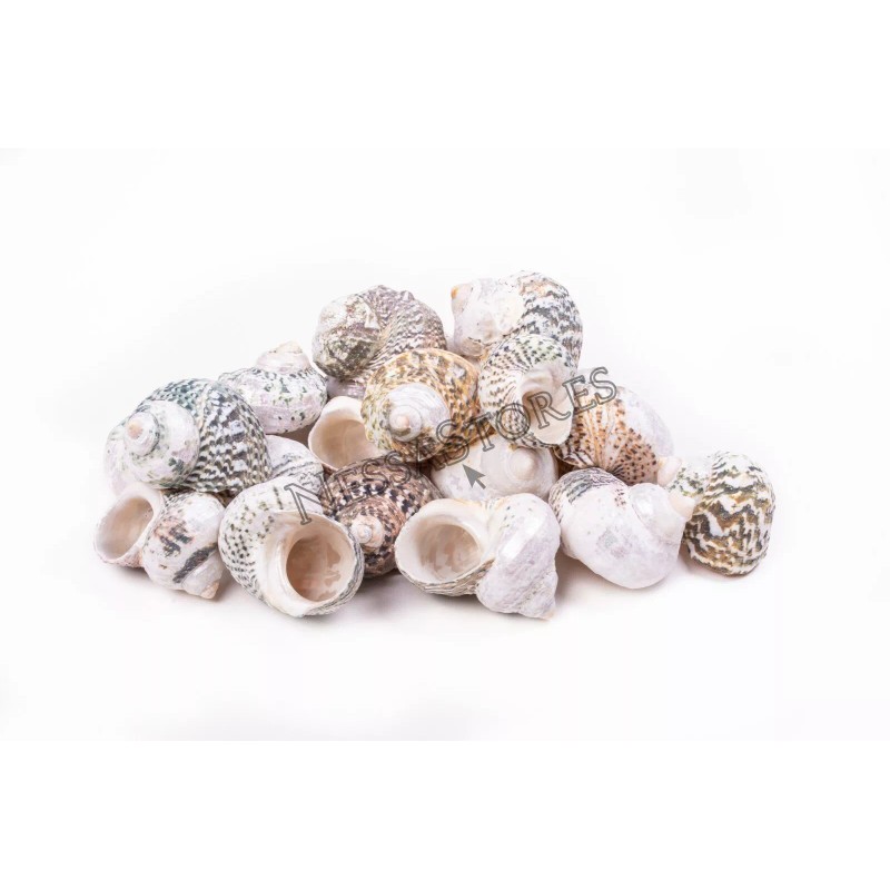Mexican Turbo Sea Shell Beach Craft Hermit Crab 1 1/2"