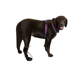WALKABOUT™ Toe'sUP No Knuckling Boot Brace for Dogs Dragging Paws | Corrective Dog Shoes to Safely Lift Toes