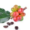 Coffee Live Plant - Coffea Arabica - Wellspring Gardens Starter