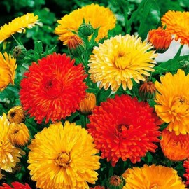 CEMEHA SEEDS - Calendula Double Mix Scotch Pot Marigolds Ruddles Annual Flowers for Planting