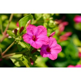 Fresh 25+ PINK FOUR O'CLOCK SEEDS FRESH FOR YOUR FLOWER GARDENS