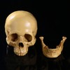 Model 1: 1 Resin Human Skull Anatomical Teaching Decoration Yellow