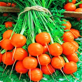 NIKA SEEDS - Vegetable Carrot Parisian Market Red - 1000 Seeds