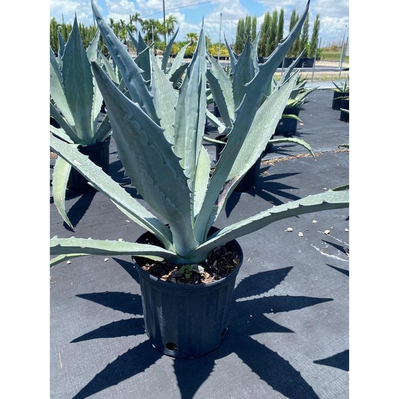 Super Blue Agave Americana, Century Plant - Size: 6in Pot,