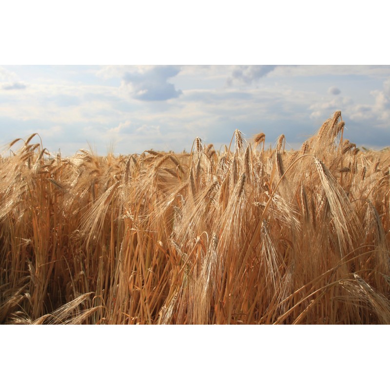 Early Morning Harvest Organic Dark Rye – Made from Organic,