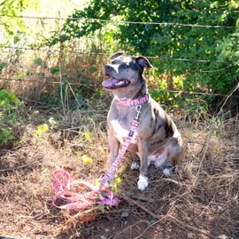 Country Brook Design - Pink Waterfowl Camo Premium Dog Collar & Leash - Military and Camo Collection Featuring Rugged Designs (5/8 Inch, Small)