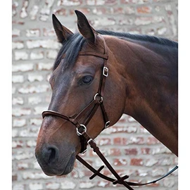 Linda Tellington Jones Lindel Thoroughbred Brown