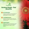 Outsidepride Red Gerbera Seeds - 20 Pcs Perennial, Compact &