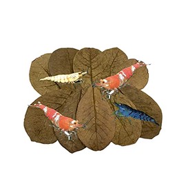 Awesome Aquatic Shrimp Leaves 10 4"-6" Premium Catappa Indian Almond Leaves Natural Habitat Tannin Producing Natural Food Improves Immunity Easy to Use Neocaridina Caridina and Other Shrimp