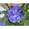 Tree Purple Althea (Rose of Sharon) Shrub - Live Plant