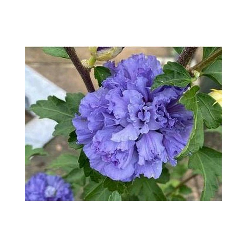 Tree Purple Althea (Rose of Sharon) Shrub - Live Plant