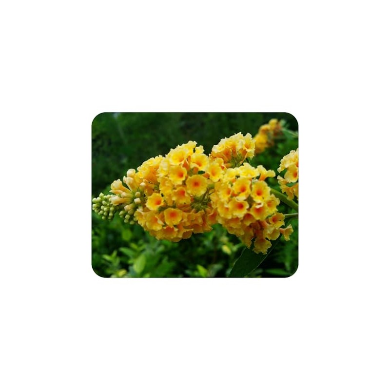 Butterfly Bush Honeycomb - Buddliea x weyeriana Hybrid - Live