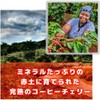 Coffee Raw Beans Red Mountain Kenya Galaxy Coffee (600g)