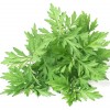 500+Mugwort Seeds(Artemisi