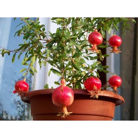 CEMEHA SEEDS - Seeds Pomegranate Indoor Non GMO Fruits for Planting