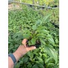 Daylily Nursery 3 Big Sky 'Sundown' Coneflower/Echinacea in 3.5 inch